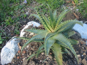 Mazilo iz aloje (aloe vera)   