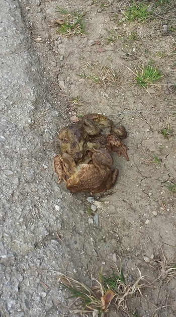 Žabice se selijo