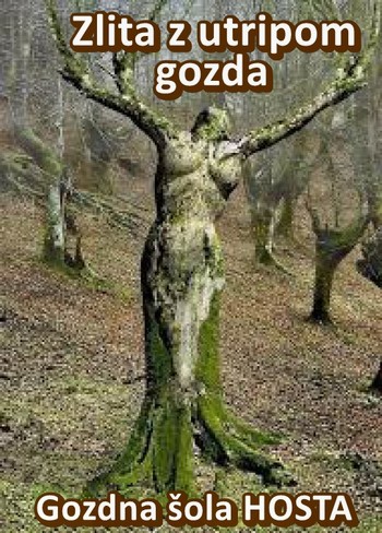 V gozd po mir, navdih in zdravje