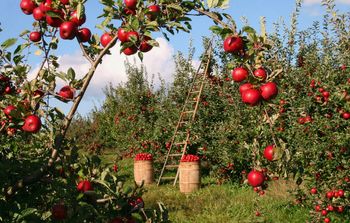 Predavanje Osnove sistema HACCP in pravila glede označevanja živil