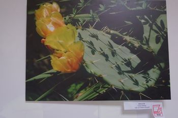 Helena Testen prijela certifikat kakovosti za fotografijo