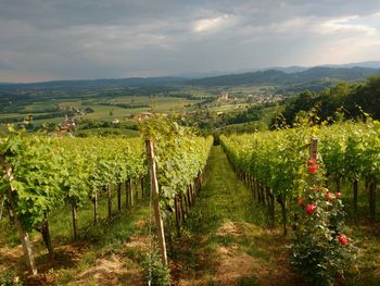Izlet v Brežice in okolico