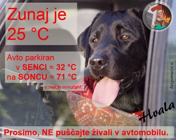 Tudi živalim je vroče!