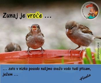 Tudi živalim je vroče!