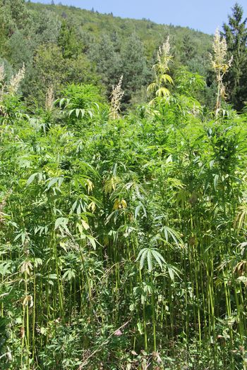 Konoplja (botanično ime Cannabis sativa) je dvodomna rastlina, ima moške in ženske rastline.