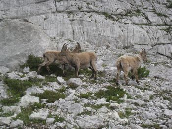Vrhovi nad dolino Kot