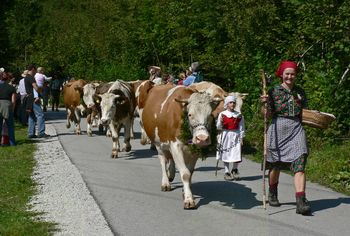 JUBILEJNI 60. KRAVJI BAL BO V BOHINJU