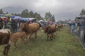 60. KRAVJI BAL V BOHINJU USPEŠNO POD DEŽNIKOM