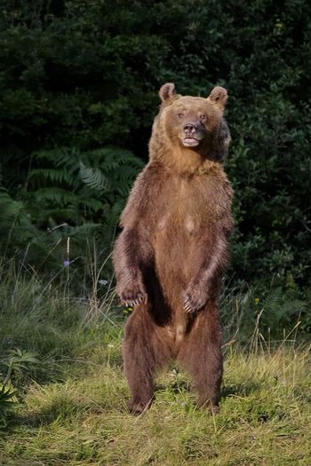 Kako se vesti ob morebitnem srečanju z medvedom ali volkom
