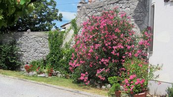Izobraževalne delavnice za zeliščarje