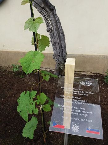 PRLEŠKA GIBANICA V HIŠI STARE TRTE