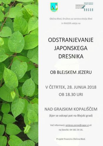 Odstranjevanje japonskega dresnika