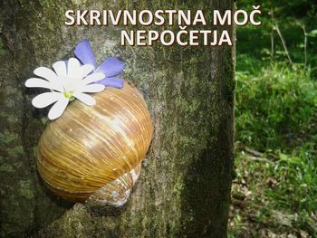 SKRIVNOSTNA MOČ NEPOČETJA SKRIVNOSTNA MOČ NEPOČETJA