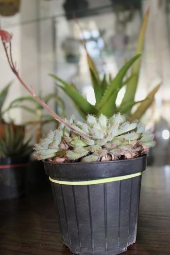 Cactus carstica