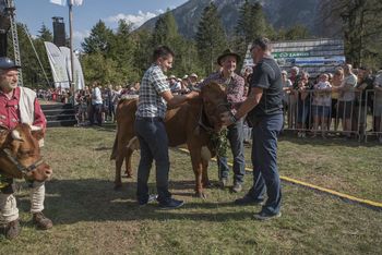 KRAVJI BAL V BOHINJU GOSTIL DOBRIH OSEM TISOČ OBISKOVALCEV IN REKORDNO ŠTEVILO KRAV