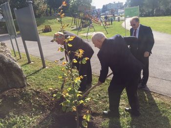 Zasajena lipa odraz sodelovanja