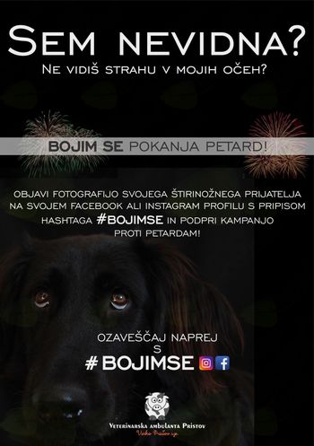 Bojim se! Pirotehnika skozi oči živali
