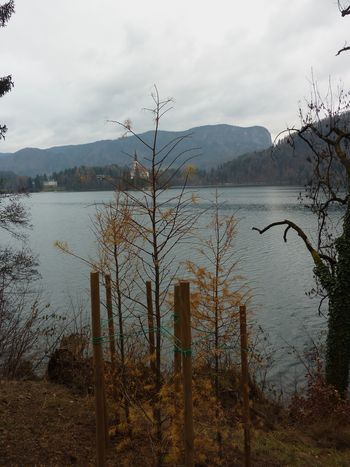 Nova življenja vzdolž Veslaške promenade
