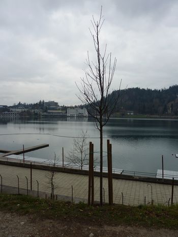 Nova življenja vzdolž Veslaške promenade