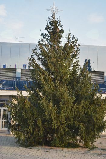 Postavitev božičnega drevesa 2018