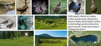 S PROJEKTOM VRH JULIJCEV DO IZBOLJŠANJA STANJA VRST IN ŽIVLJENJSKIH OKOLIJ V TRIGLAVSKEM NARODNEM PARKU