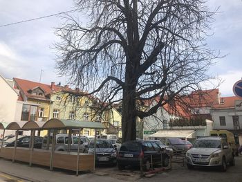 Zaščitili bomo rastišče mogočnega divjega kostanja na tržnici