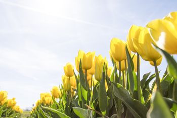 Tulipan