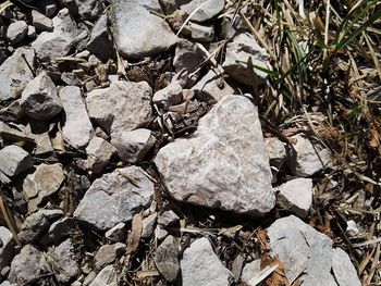 Uspešen Vaški dan radičke v Lipi 