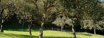 VABILO NA OGLED PRIMERA DOBRE PRAKSE S PODROČJA PRIDELAVE IN PREDELAVE SADJA 