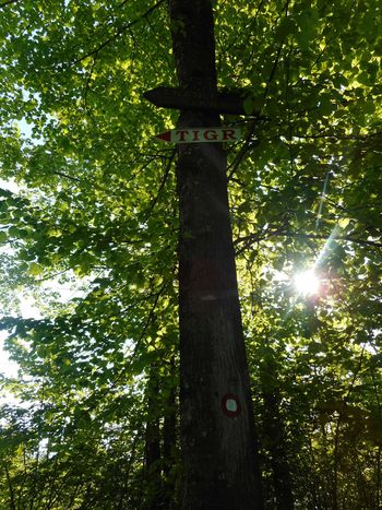 FOTOREPORTAŽA : Mladi planinci PD Podpeč Preserje na stenah svete Ane na Mali gori  25.5.2019