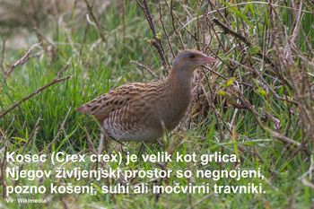 Koscu na Planinskem polju se ne piše dobro