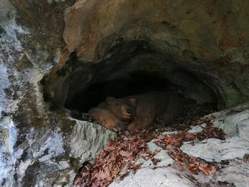 Družinska tematska sprehajalna pot na Bohinjski Beli