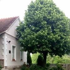POSESTVO MALA ROSA V STANJEVCIH