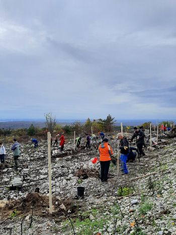 Prva drevesa uspešno posajena v Drevored hvaležnosti!