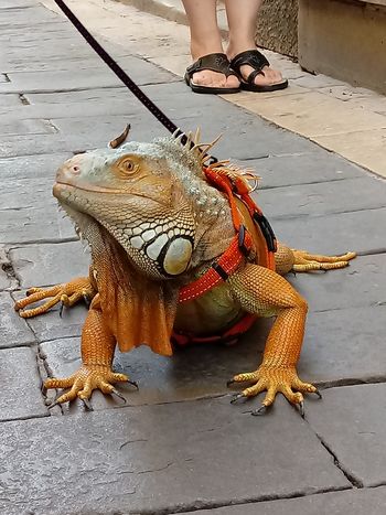 Razstava Amazing Animals – Čudovite živali na Bledu