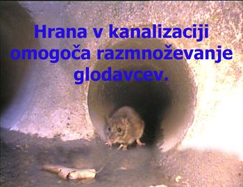 Najpogostejši razlogi za zamašitev kanalizacijskih cevi