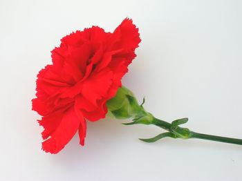 Županova čestitka ob prihajajočih praznikih