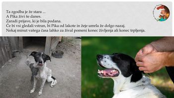 PRIJAVA NEPRIMERNEGA RAVNANJA Z ŽIVALMI