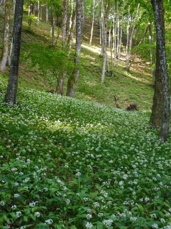 Fotoreportaža : Veterani PD na Kočevski planinski poti 3.6.2020