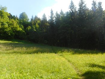 FOTOREPORTAŽA : PD iz Čemšeniške na Sveto planino 7.6.2020                        