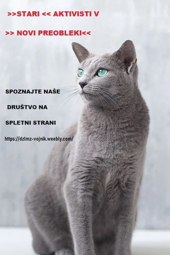 Društvo za lepše mačje življenje Vojnik