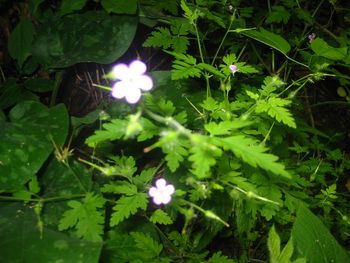 Tinktura iz krvomočnice  (Geranium robrtianum) 50ml       Zel za plodnost.