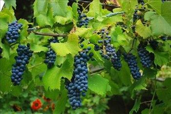 Obvestilo vinogradnikom – prijava zalog vina