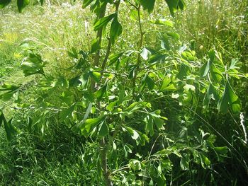 Tinktura iz ginka (Maidenhair tree) (Dvokrpi ginko)  50ml   Zel za možgane.