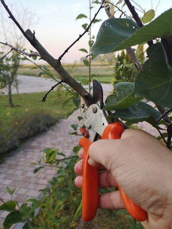 Zbiranje in odvoz ostankov zelenega odreza