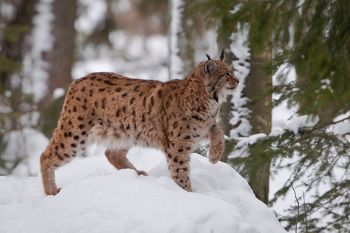 LIFE LYNX IN TRIGLAVSKI NARODNI PARK VAS VABITA K SODELOVANJU