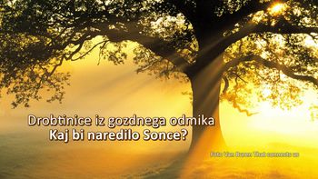 Drobtinice iz gozdnega odmika - Kaj bi naredilo Sonce?