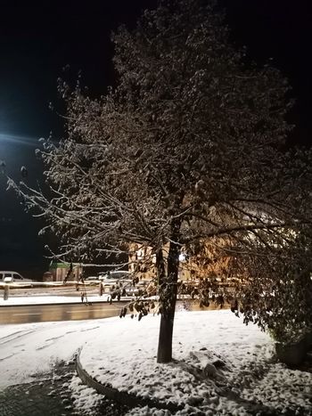 V slogi je moč - okrasitev dvorske lipe 