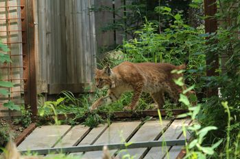 PROJEKT LIFE LYNX IN DOSELITEV RISOV NA GORENJSKO