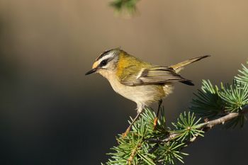 Biodiverziteta okoli vsake slovenske vasi